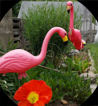 Picture of pink plastic flamingos in a garden